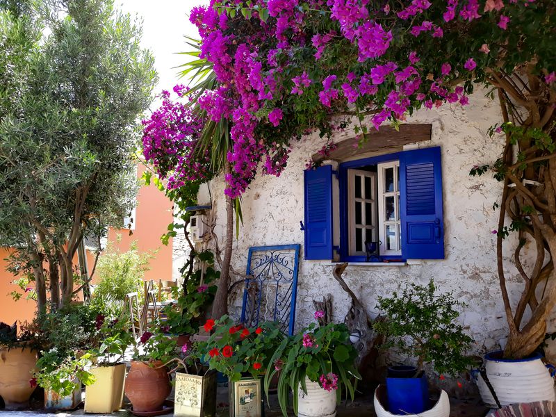 corfou_flowers