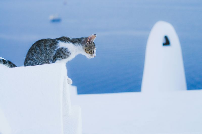 chat_grèce